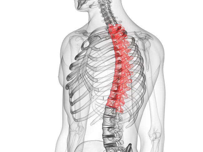 3d,Rendered,Medically,Accurate,Illustration,Of,The,Thoracic,Spine The Anatomy of the Thoracic Spine