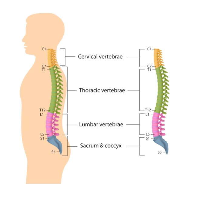 Exploring Spinal Anatomy Breakdown of Parts of the Spine