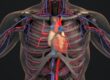 Increase Blood Flow to Spine for Better Mobility