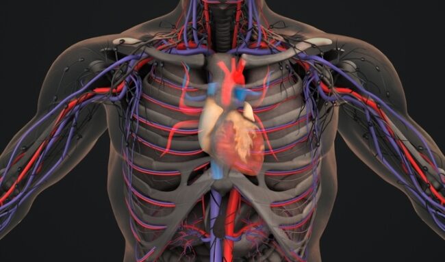 Increase Blood Flow to Spine for Better Mobility Increase Blood Flow to Spine for Better Mobility